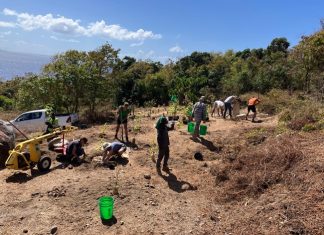 Statia’s botanical garden landscaping plan underway