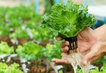 Ministry of TEATT Hydroponics Train-the-Trainers Pilot Project in Schools Enters Phase 3