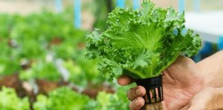 Ministry of TEATT Hydroponics Train-the-Trainers Pilot Project in Schools Enters Phase 3