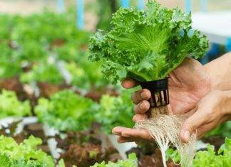 Ministry of TEATT Hydroponics Train-the-Trainers Pilot Project in Schools Enters Phase 3