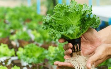 Ministry of TEATT Hydroponics Train-the-Trainers Pilot Project in Schools Enters Phase 3