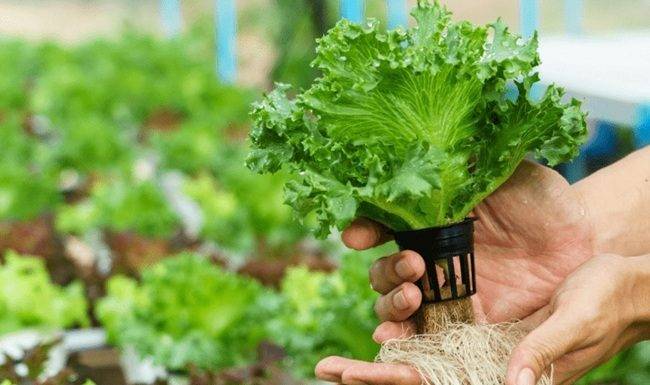 Ministry of TEATT Hydroponics Train-the-Trainers Pilot Project in Schools Enters Phase 3