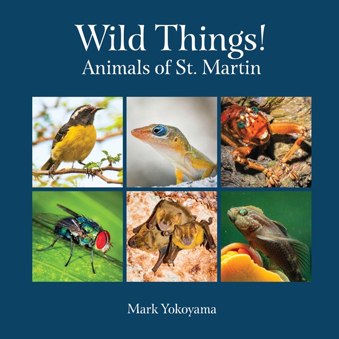 Wild-Things
