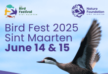 First Sint Maarten Bird Fest: a weekend to celebrate bird conservation on the island