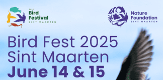 First Sint Maarten Bird Fest: a weekend to celebrate bird conservation on the island