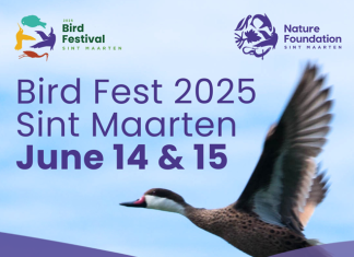 First Sint Maarten Bird Fest: a weekend to celebrate bird conservation on the island