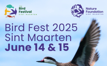 First Sint Maarten Bird Fest: a weekend to celebrate bird conservation on the island