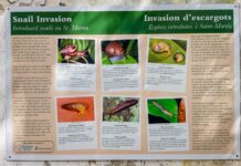 New Snail Exhibit Launches at Amuseum Naturalis at The Old House Saturday, December 6th