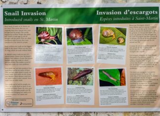 New Snail Exhibit Launches at Amuseum Naturalis at The Old House Saturday, December 6th