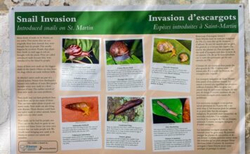 New Snail Exhibit Launches at Amuseum Naturalis at The Old House Saturday, December 6th