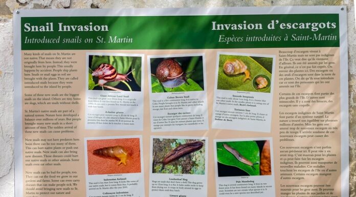New Snail Exhibit Launches at Amuseum Naturalis at The Old House Saturday, December 6th