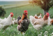 You’re Invited to the Agriculture, Livestock & Fisheries (ALF) Expo 2025 on December 11