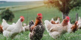 You’re Invited to the Agriculture, Livestock & Fisheries (ALF) Expo 2025 on December 11