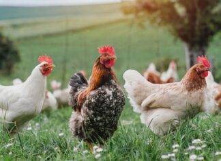 You’re Invited to the Agriculture, Livestock & Fisheries (ALF) Expo 2025 on December 11