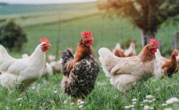 You’re Invited to the Agriculture, Livestock & Fisheries (ALF) Expo 2025 on December 11