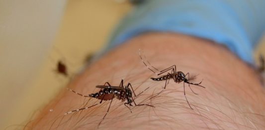 CPS: “Small Bite, Big Threat” “Fight the Bite, Destroy Mosquito Breeding Sites”