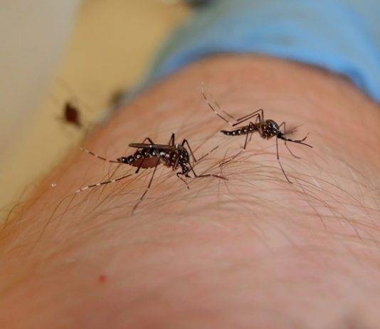 CPS: Eliminate Mosquito Breeding Sites. West Nile Virus Awareness and Prevention