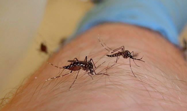 CPS: Eliminate Mosquito Breeding Sites. West Nile Virus Awareness and Prevention