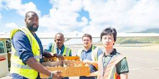 500 St. Kitts-born layer chicks flown to St. Maarten; 1,000 delivered to a local farmer recently