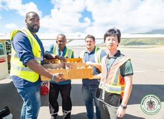 500 St. Kitts-born layer chicks flown to St. Maarten; 1,000 delivered to a local farmer recently