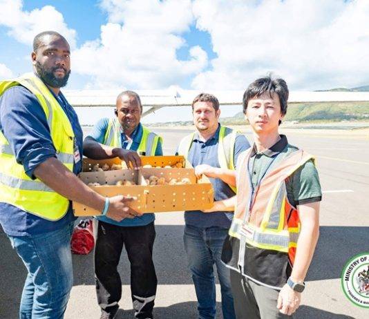 500 St. Kitts-born layer chicks flown to St. Maarten; 1,000 delivered to a local farmer recently