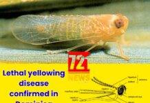 Lethal yellowing disease confirmed in Dominica