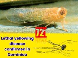 Lethal yellowing disease confirmed in Dominica