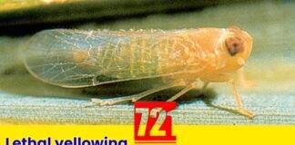 Lethal yellowing disease confirmed in Dominica