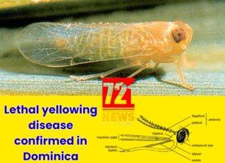Lethal yellowing disease confirmed in Dominica