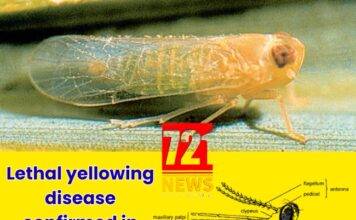 Lethal yellowing disease confirmed in Dominica