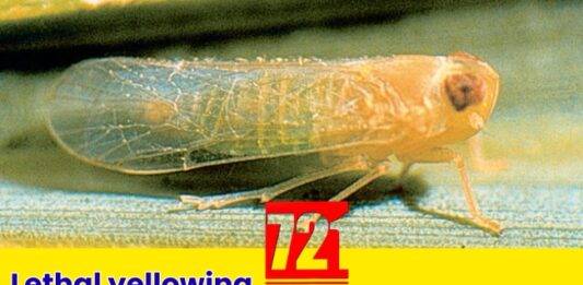 Lethal yellowing disease confirmed in Dominica