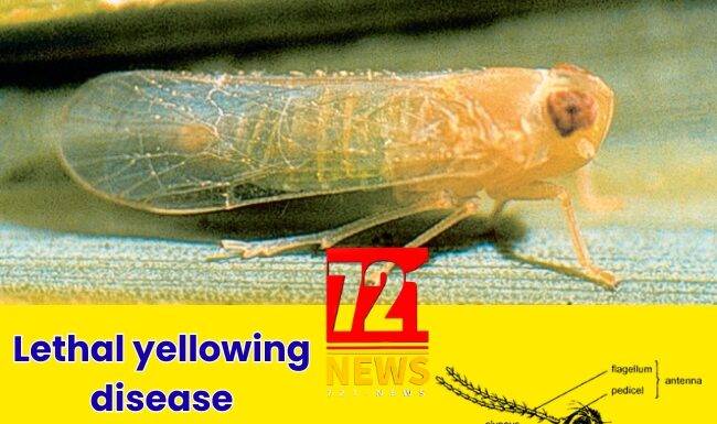 Lethal yellowing disease confirmed in Dominica