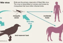 First Locally Acquired Case of West Nile Virus Identified in Anguilla