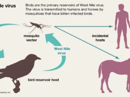 First Locally Acquired Case of West Nile Virus Identified in Anguilla