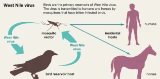 First Locally Acquired Case of West Nile Virus Identified in Anguilla