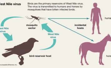 First Locally Acquired Case of West Nile Virus Identified in Anguilla