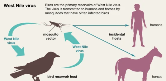 First Locally Acquired Case of West Nile Virus Identified in Anguilla