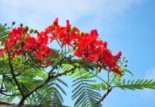 Getting to work with three priorities for the Caribbean part of the Kingdom