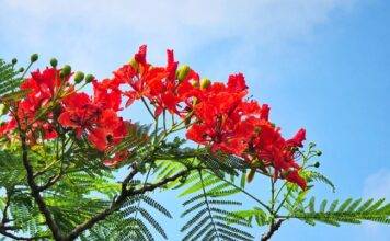 Getting to work with three priorities for the Caribbean part of the Kingdom
