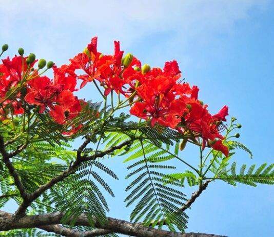 Getting to work with three priorities for the Caribbean part of the Kingdom