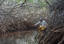 New scientific paper highlights urgent need to address wetland loss in the Dutch Caribbean, including Sint Maarten