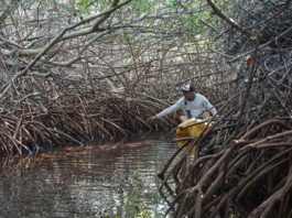 New scientific paper highlights urgent need to address wetland loss in the Dutch Caribbean, including Sint Maarten