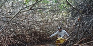 New scientific paper highlights urgent need to address wetland loss in the Dutch Caribbean, including Sint Maarten