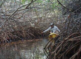New scientific paper highlights urgent need to address wetland loss in the Dutch Caribbean, including Sint Maarten