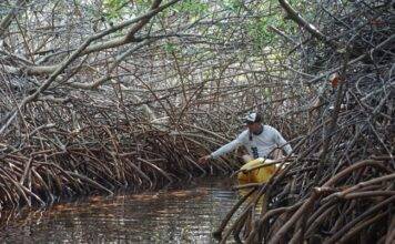 New scientific paper highlights urgent need to address wetland loss in the Dutch Caribbean, including Sint Maarten