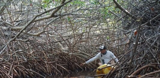 New scientific paper highlights urgent need to address wetland loss in the Dutch Caribbean, including Sint Maarten