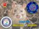 Anguilla Ministry of Health Monitoring International Hantavirus Outbreak