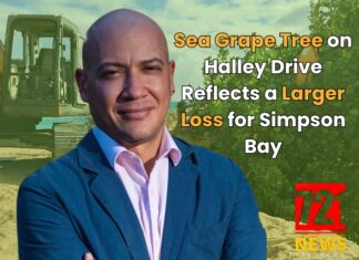 Sea Grape Tree on Halley Drive Reflects a Larger Loss for Simpson Bay