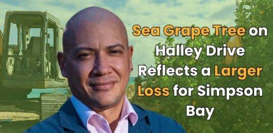 Sea Grape Tree on Halley Drive Reflects a Larger Loss for Simpson Bay