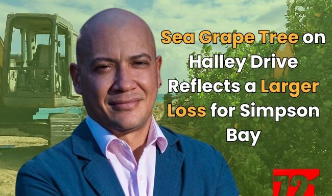 Sea Grape Tree on Halley Drive Reflects a Larger Loss for Simpson Bay